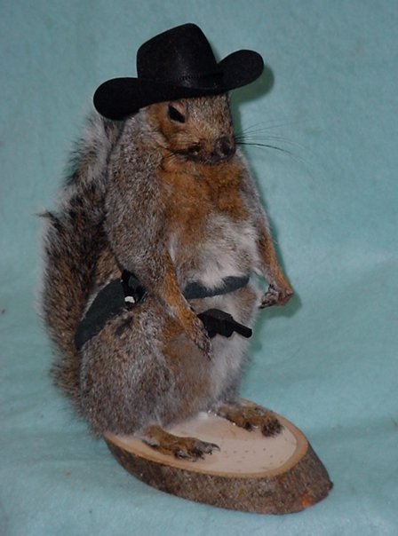 stuffed squirrel taxidermy for sale